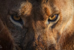 Namibia_August (1/135)